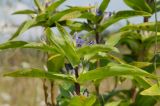 Gentiana cruciata. Верхушка цветущего побега. Пермский край, Ординский р-н, окр. с. Карьево, дол. р. Ирень, береговая терраса, разнотравно-злаковый луг. 6 августа 2022 г.