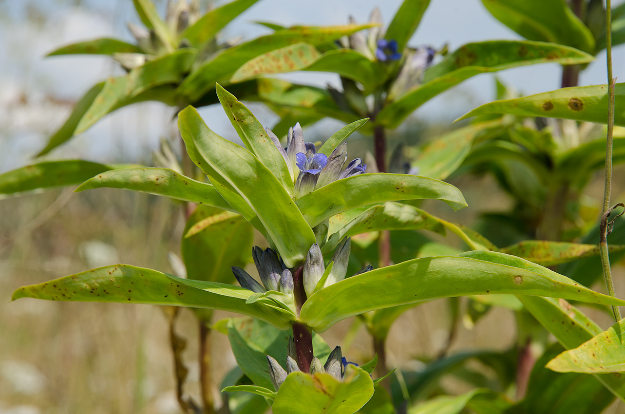 Изображение особи Gentiana cruciata.