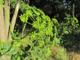 Heracleum sibiricum. Соцветие. Краснодарский край, Кавказский р-н, окр. ст-цы Темижбекская, опушка посадок Robinia pseudoacacia. 03.07.2022.