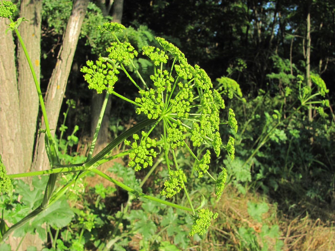 Изображение особи Heracleum sibiricum.