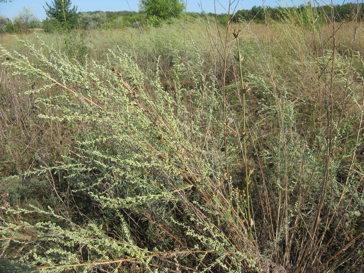 Image of Artemisia marschalliana specimen.