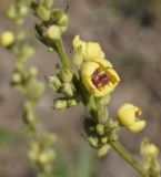 Verbascum marschallianum