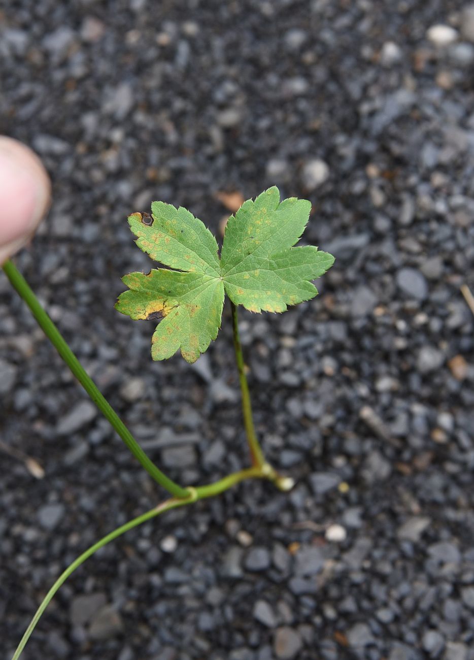 Image of Astrantia maxima specimen.