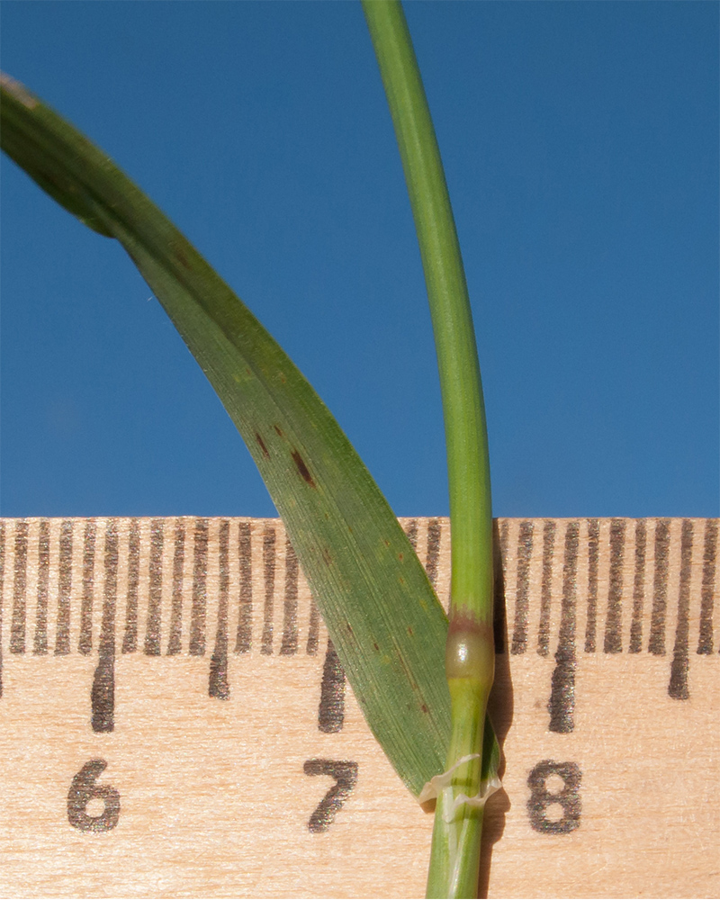 Image of Hordeum leporinum specimen.