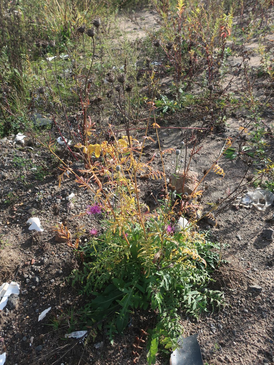 Image of Centaurea scabiosa specimen.