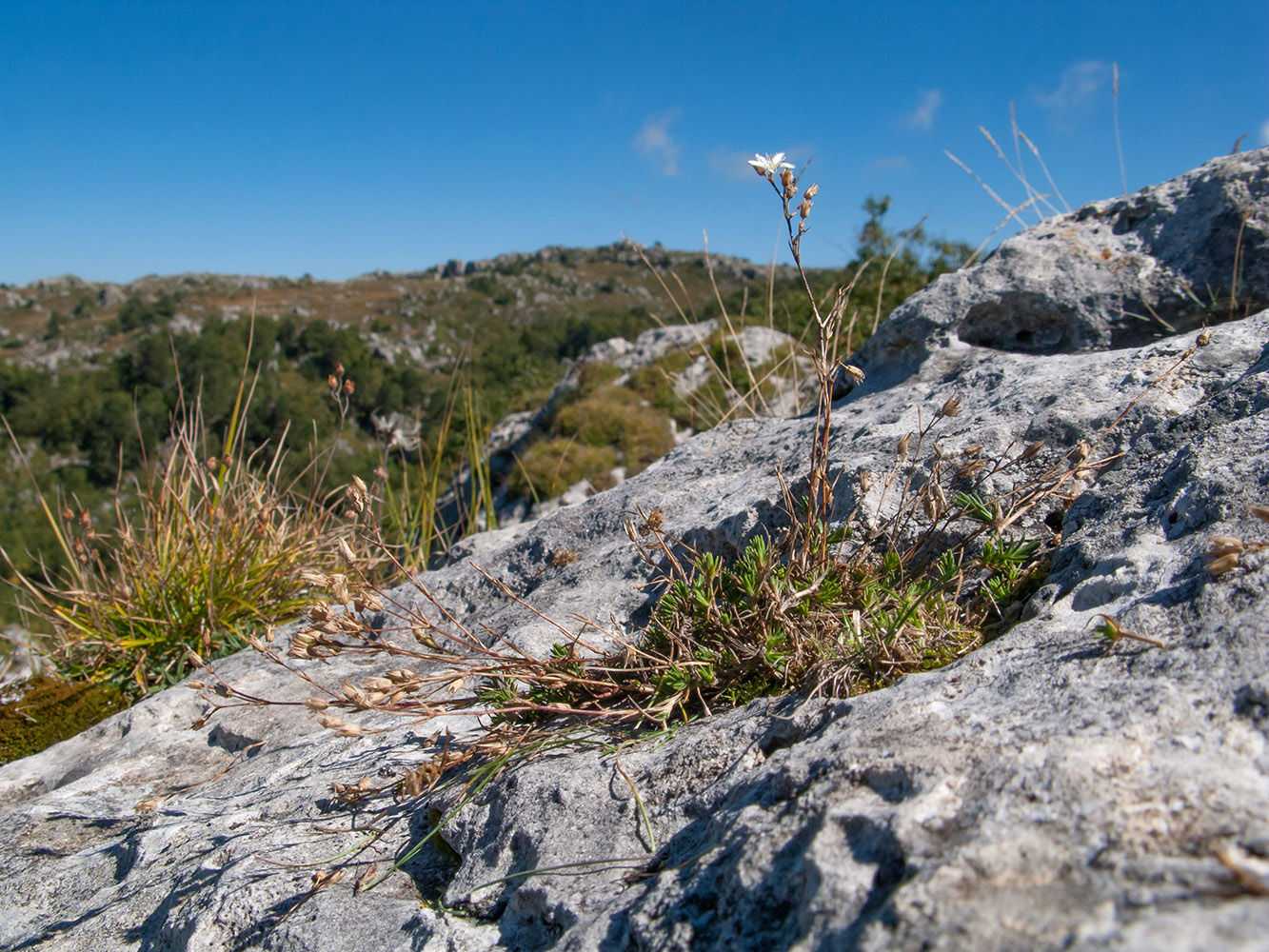 Image of Minuartia buschiana specimen.