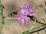 Centaurea odessana. Соцветие с кормящейся пчелой Nomiapis sp., трипсом (в центре соцветия) и клещом (вверху). Краснодарский край, м/о Анапа, пос. Витязево, ул. Скифская, зарастающая низина у подножия дюны. 19.06.2021.