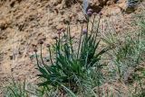 Allium carolinianum