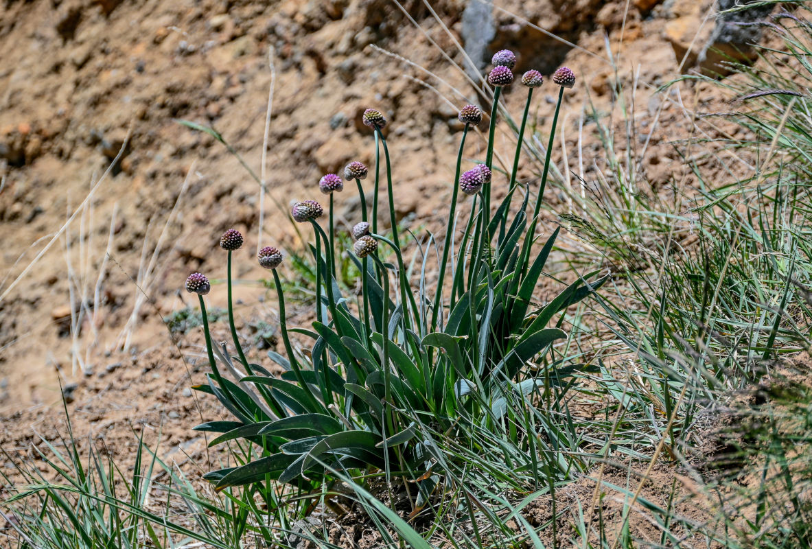 Image of Allium carolinianum specimen.