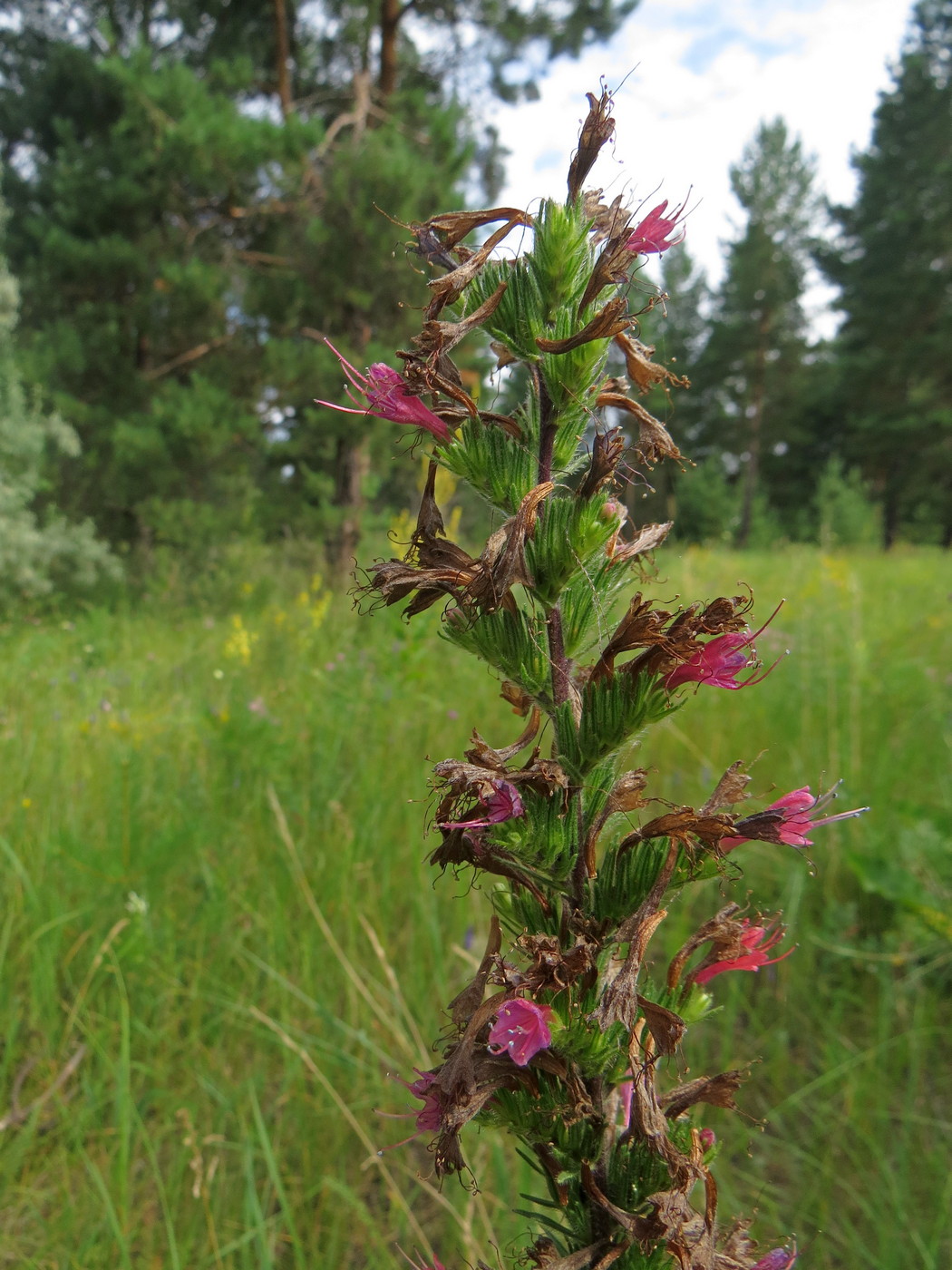 Image of Echium russicum specimen.
