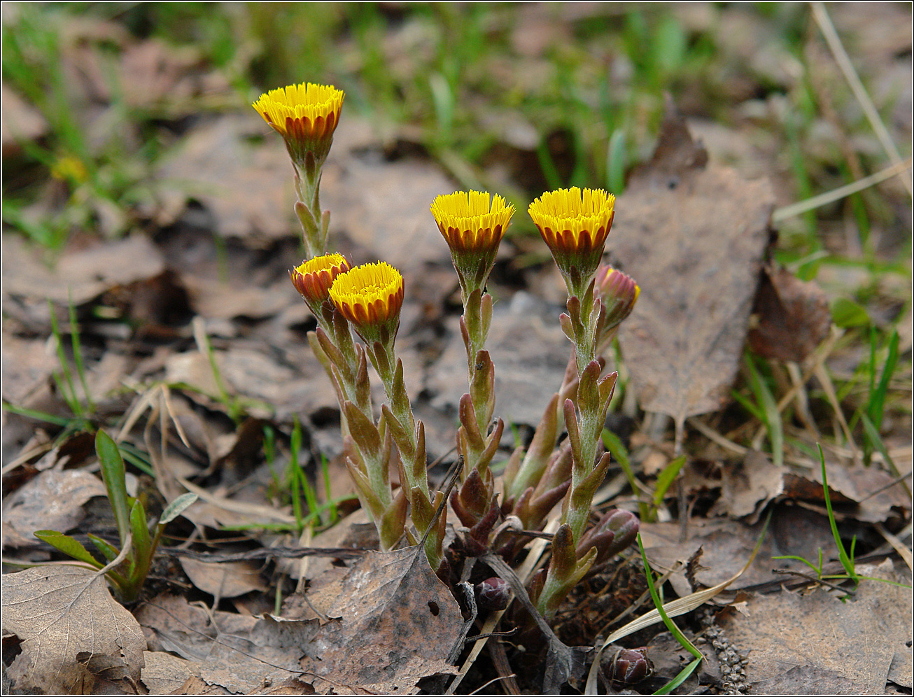 Image of Tussilago farfara specimen.