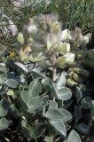 Hedysarum candidum. Цветущее растение. Крым, Ай-Петринская яйла. 27 мая 2010 г.