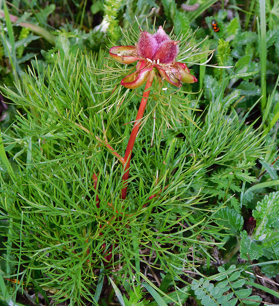 Image of Paeonia tenuifolia specimen.