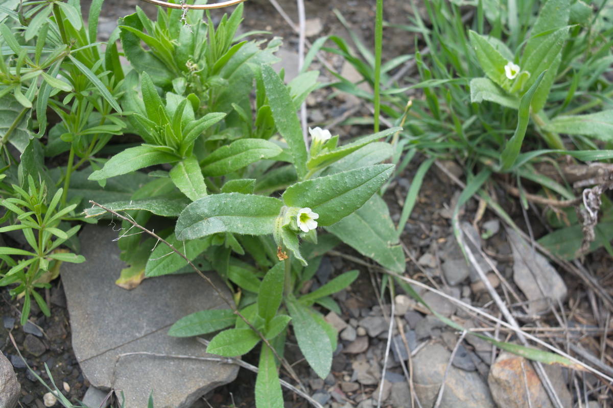 Image of Nonea lutea specimen.