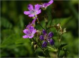 Geranium sylvaticum. Бутоны и цветки на верхушках побегов. Московская обл., Раменский р-н, окр. ж.-д. платформы Хрипань, просека под ЛЭП. 06.06.2023.