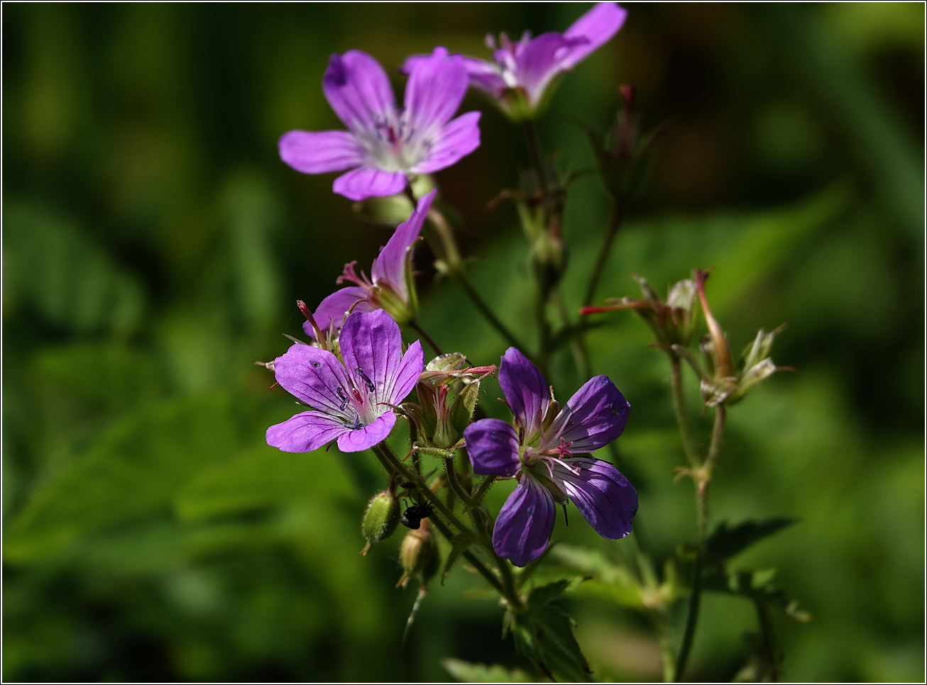 Image of Geranium sylvaticum specimen.