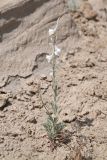 Delphinium leptocarpum. Цветущее растение. Таджикистан, Согдийская обл., горы Окбель, лессовый склон. 7 мая 2023 г.