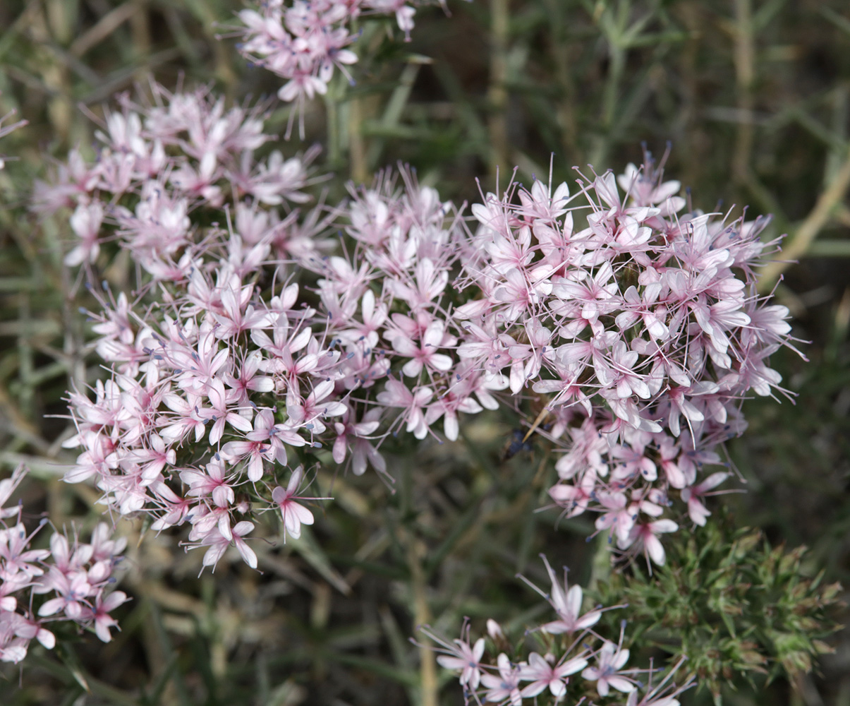 Image of Acanthophyllum pungens specimen.