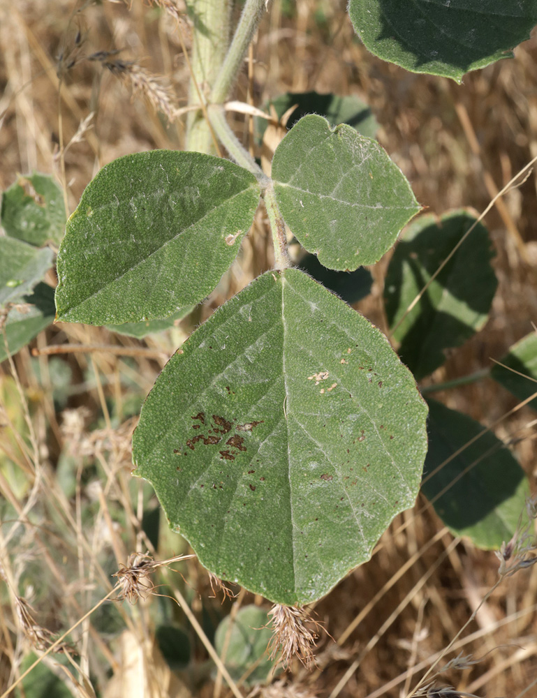 Изображение особи Psoralea drupacea.