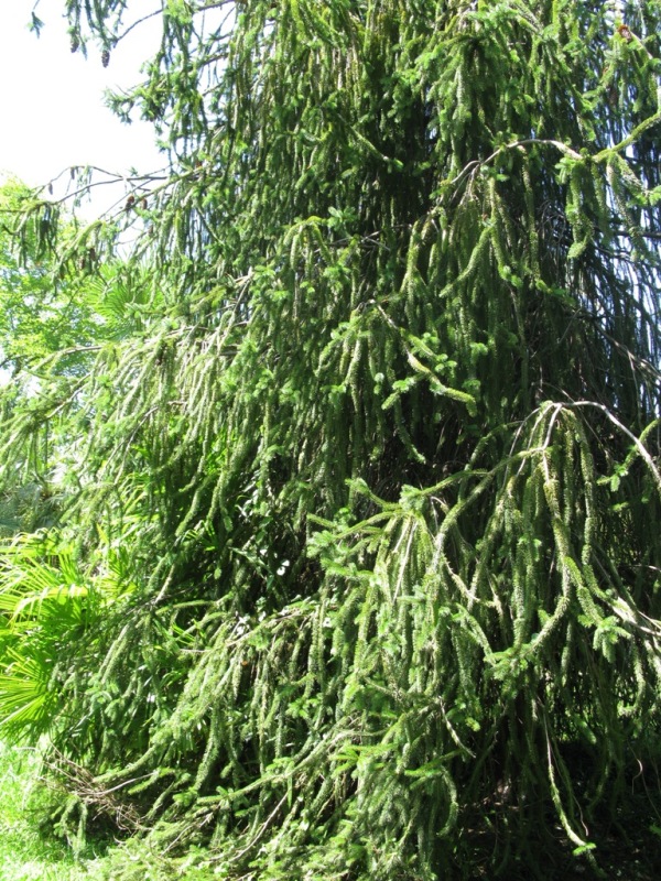 Image of Picea abies specimen.