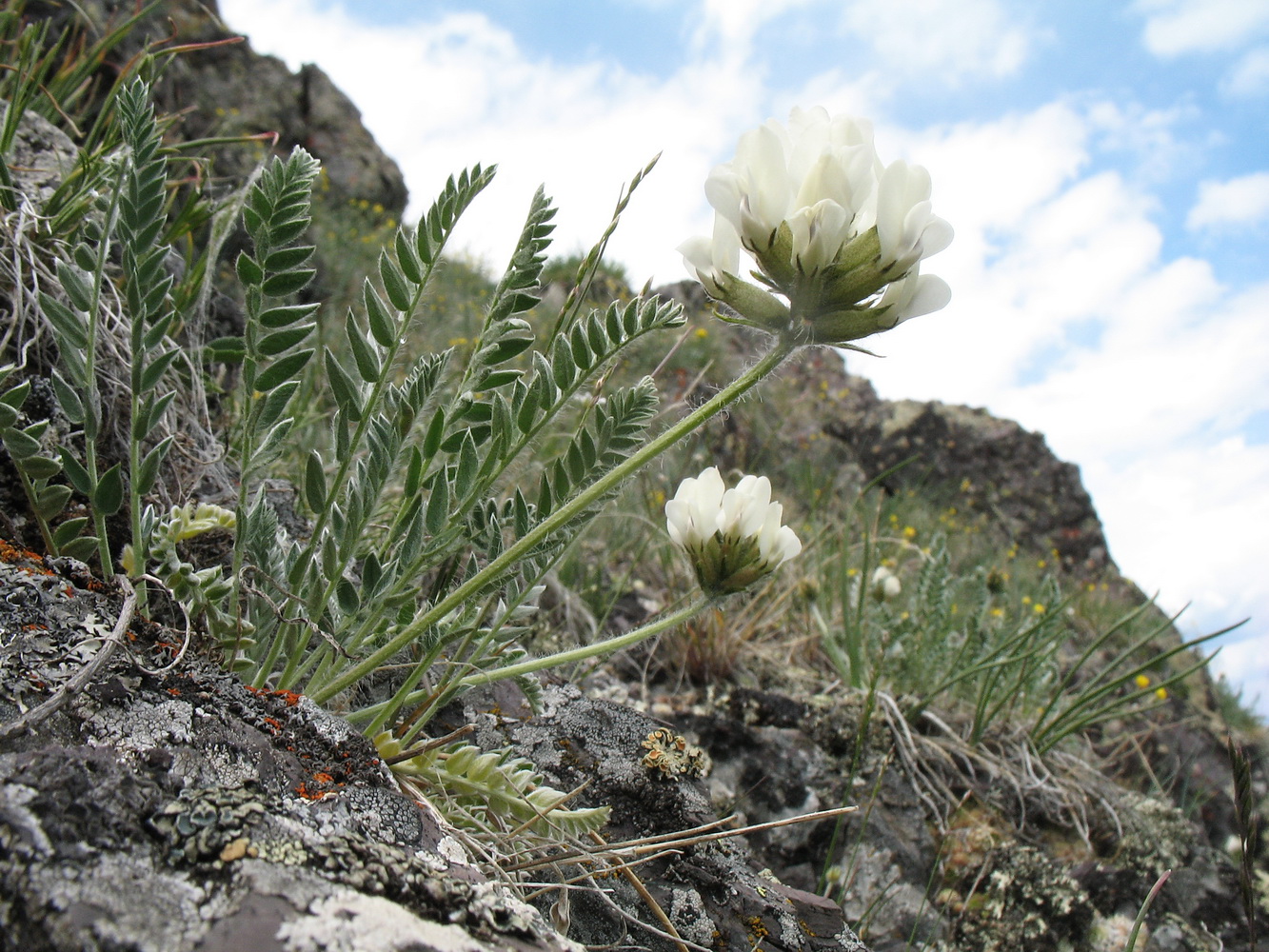 Image of Oxytropis recognita specimen.