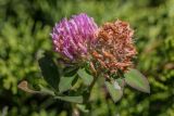 Trifolium pratense. Соцветия с цветущими и отцветшими цветками. Кабардино-Балкария, Эльбрусский р-н, долина р. Ирик, каменистый склон, среди Juniperus. 20.08.2023.