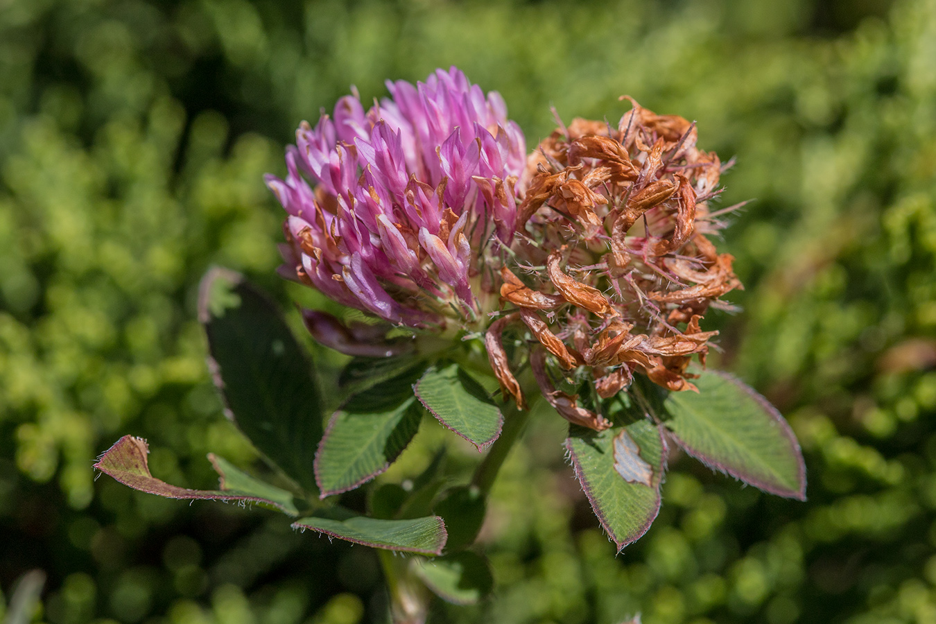 Изображение особи Trifolium pratense.