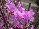 Rhododendron dauricum