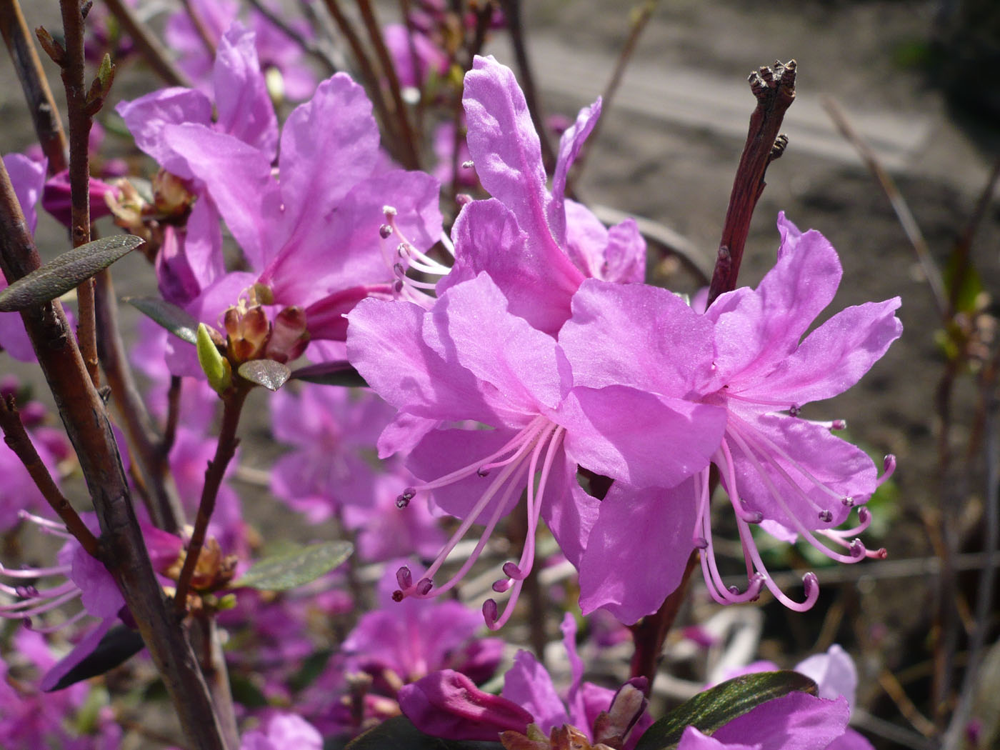 Image of Rhododendron dauricum specimen.