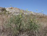 Diplotaxis tenuifolia. Цветущее растение. Крым, Керченский полуостров, Опукский заповедник, степь. 24 сентября 2023 г.