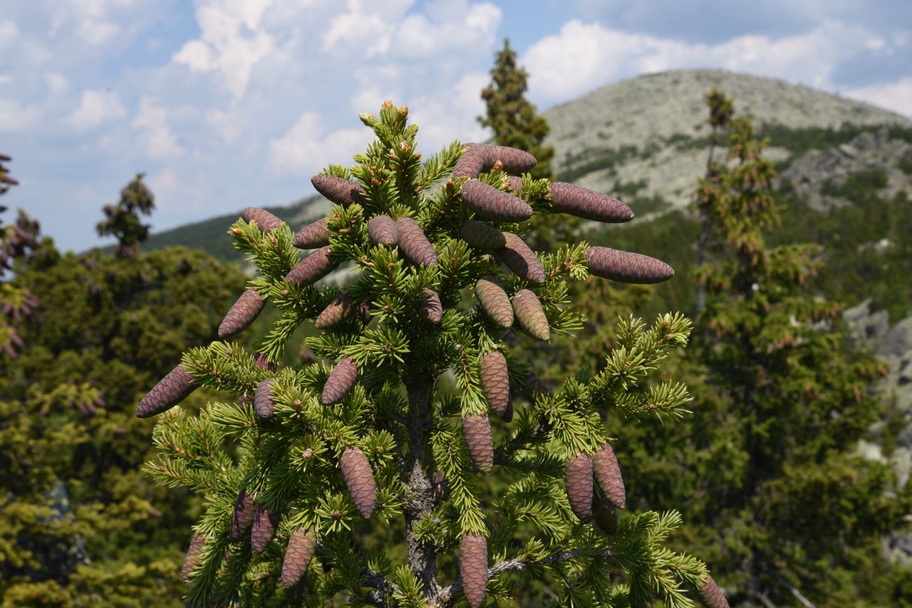 Изображение особи Picea obovata.