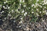 Silene linearifolia. Цветущее растение. Чечня, Шаройский р-н, окр. с. Шикарой, щебнистый участок. 8 августа 2023 г.
