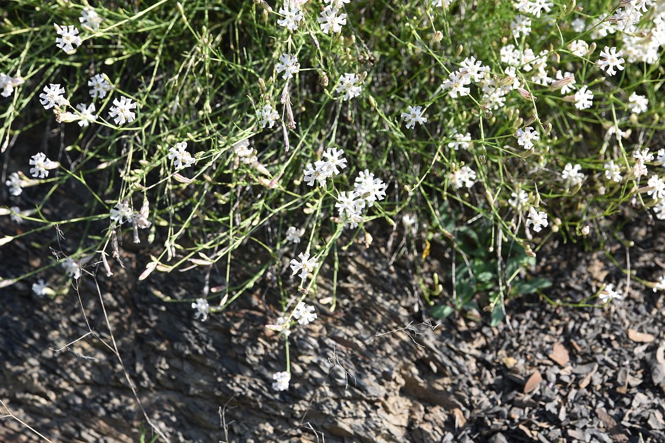 Image of Silene linearifolia specimen.