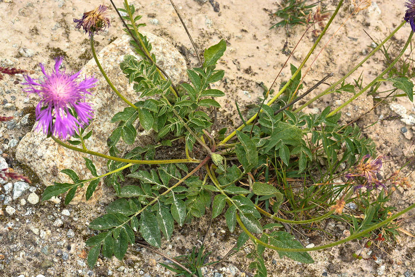 Image of Psephellus salviifolius specimen.