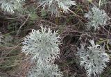 Artemisia sericea