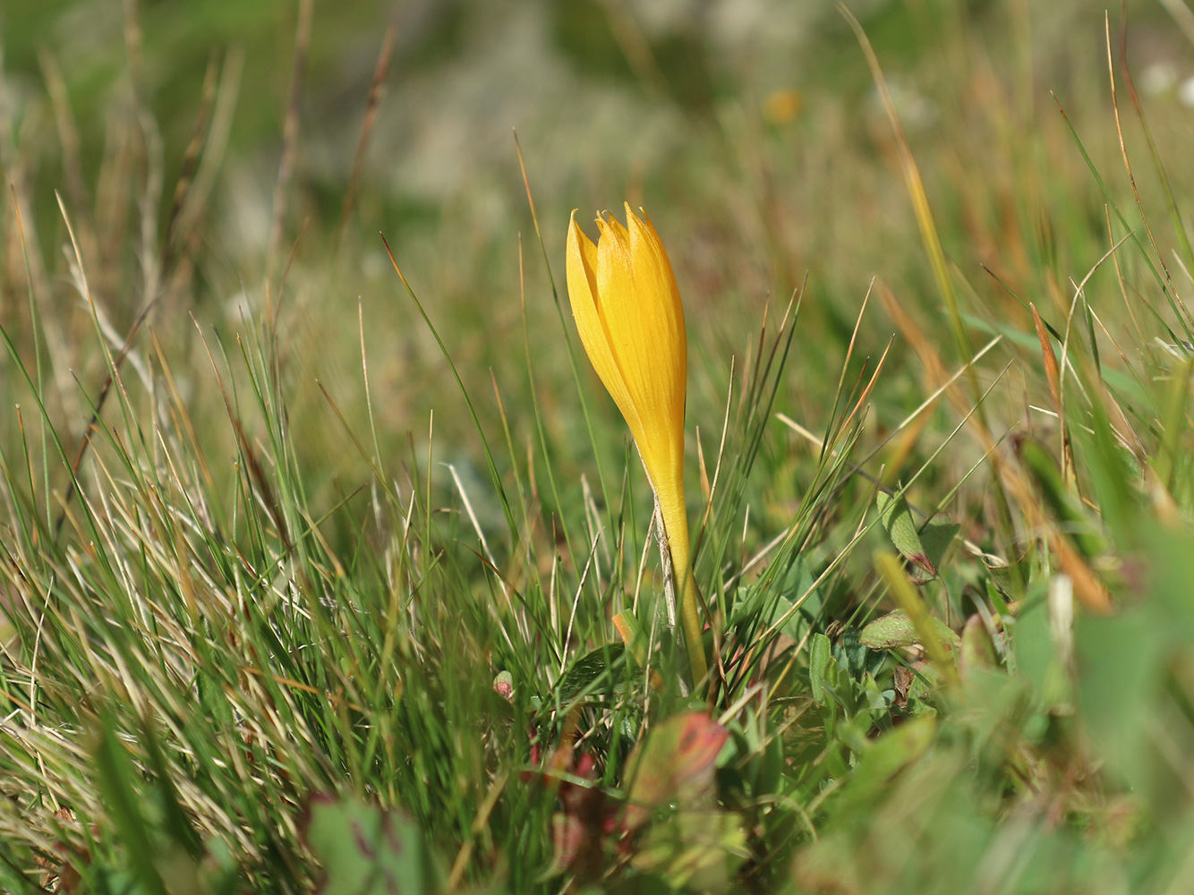 Изображение особи Crocus scharojanii.