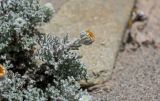 Waldheimia tomentosa