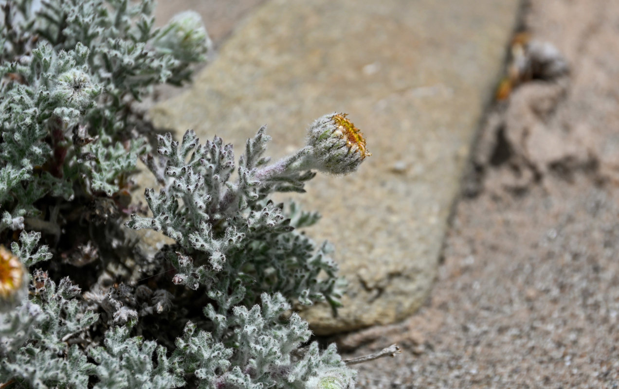 Изображение особи Waldheimia tomentosa.