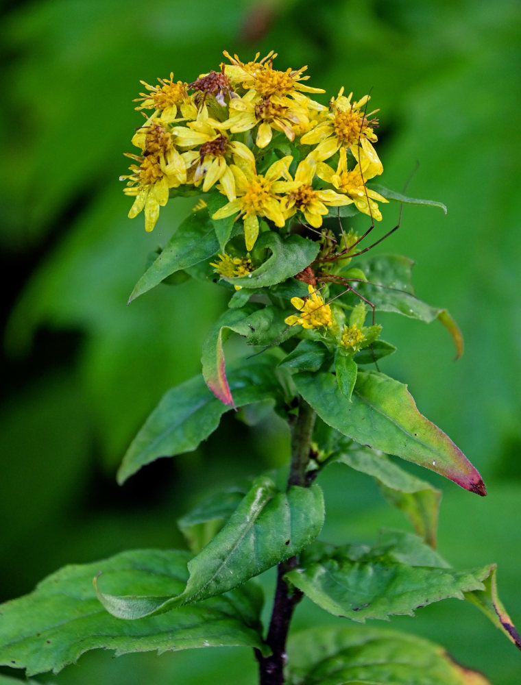 Изображение особи Solidago virgaurea ssp. dahurica.