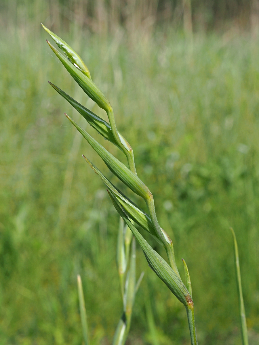 Изображение особи Gladiolus imbricatus.