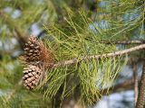 Pinus sylvestris. Верхушка побега с шишками. Краснодар, парк \"Краснодар\", Японский сад, в культуре. 01.01.2024.