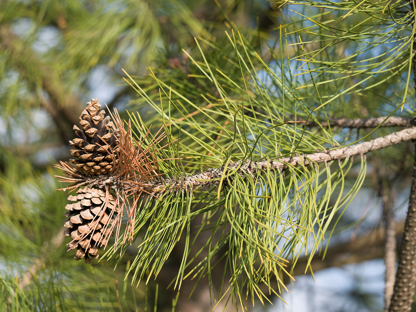 Изображение особи Pinus sylvestris.