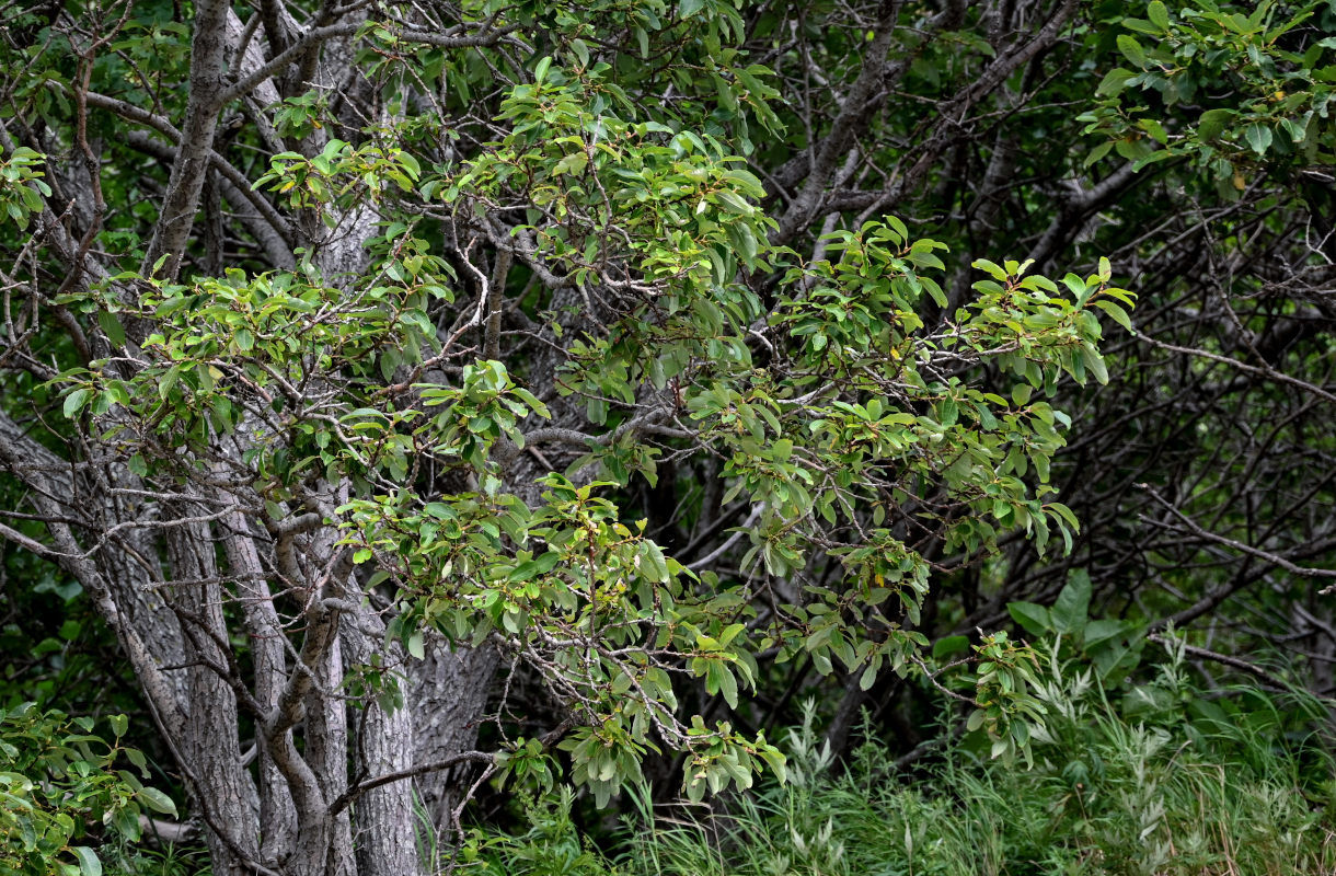 Image of genus Salix specimen.