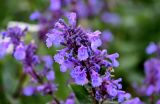 Nepeta grandiflora. Верхушка соцветия. Северная Осетия, Пригородный р-н, окр. с. Даргавс, ≈ 1400 м н.у.м., каменистый участок лугового склона. 23.07.2022.