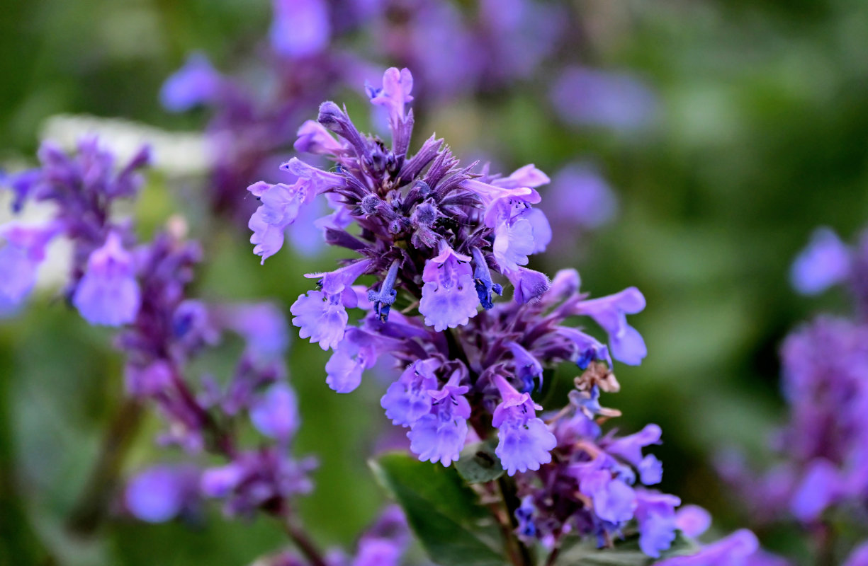 Изображение особи Nepeta grandiflora.