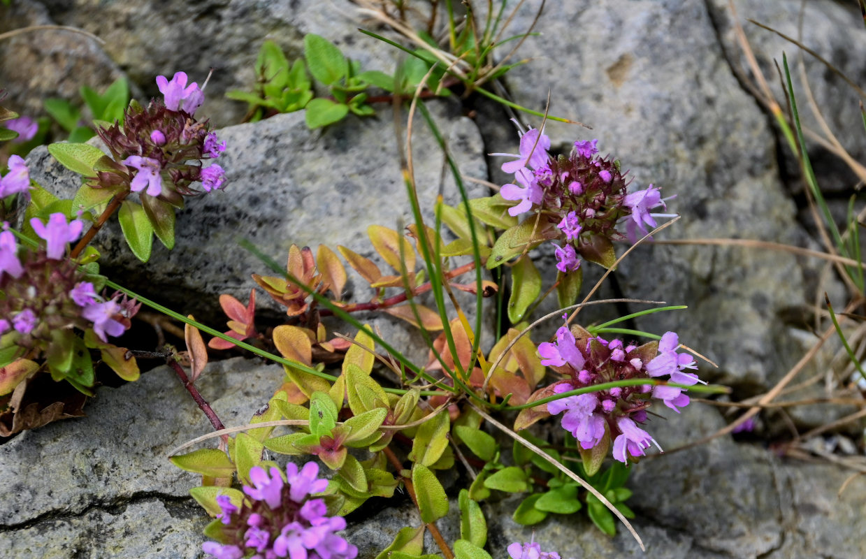 Изображение особи род Thymus.