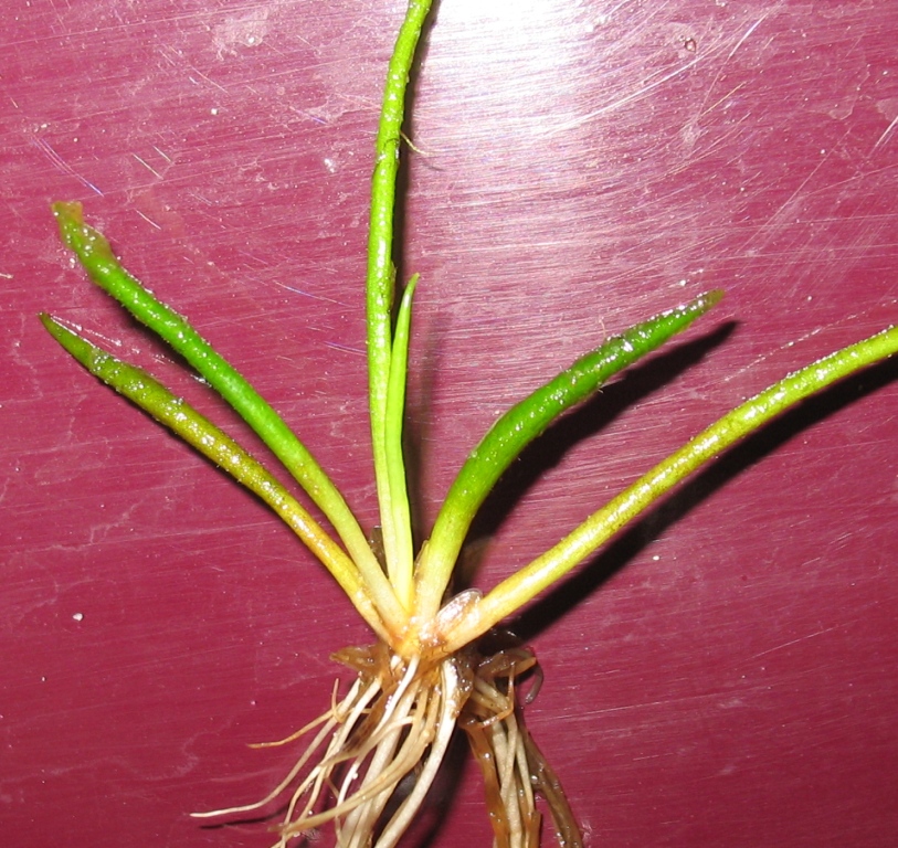 Image of Littorella uniflora specimen.