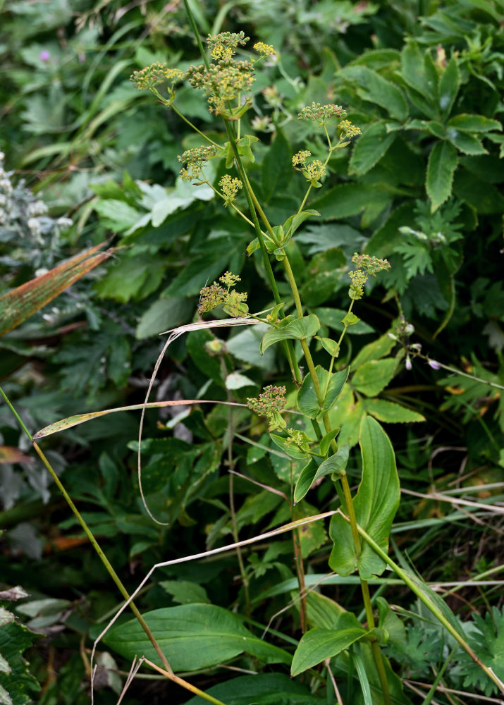 Image of Bupleurum longiradiatum specimen.