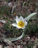 Tulipa biflora. Цветущее растение с восемью лепестками в цветке. Крым, окр. Феодосии, Лисья бухта, пустынно-степная терраса. 20 марта 2024 г.