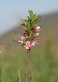 Amygdalus nana. Верхушка побега с соцветием. Краснодарский край, м/о г. Новороссийск, вершина 429, остепнённый луг. 10.04.2024.